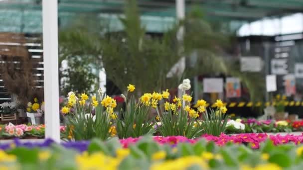 Der Gärtnerei Kaufen Die Leute Schöne Blumen Frühlingsblumen Werden Zum — Stockvideo