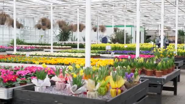 Der Gärtnerei Kaufen Die Leute Schöne Blumen Frühlingsblumen Werden Zum — Stockvideo
