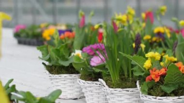 Bahçe güzel çiçeklerle çiçek yetiştirir. Bahar çiçekleri saksılarda güzel çiçek açar. seçici odak