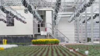 Bahçe güzel çiçeklerle çiçek yetiştirir. Bahar çiçekleri saksılarda güzel çiçek açar. seçici odak