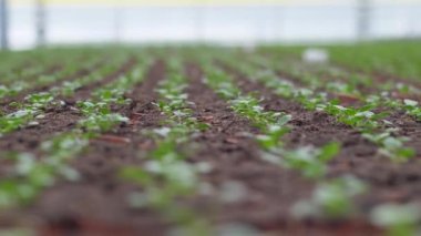 Bahçe güzel çiçeklerle çiçek yetiştirir. Bahar çiçekleri saksılarda güzel çiçek açar. seçici odak