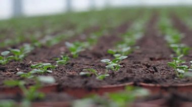 Bahçe güzel çiçeklerle çiçek yetiştirir. Bahar çiçekleri saksılarda güzel çiçek açar. seçici odak