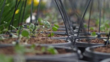 Bahçe güzel çiçeklerle çiçek yetiştirir. Bahar çiçekleri saksılarda güzel çiçek açar. seçici odak