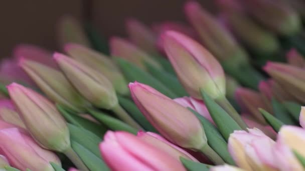 Giardino Coltiva Tulipani Con Bei Fiori Fiori Primavera Fioriscono Pentole — Video Stock
