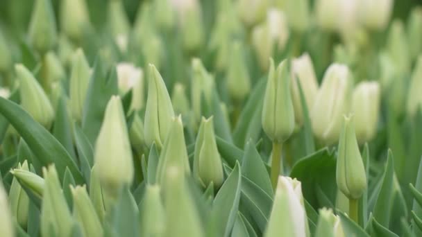 Giardino Coltiva Tulipani Con Bei Fiori Fiori Primavera Fioriscono Pentole — Video Stock
