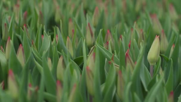Kert Tulipánokat Termeszt Gyönyörű Virágokkal Tavaszi Virágok Gyönyörűen Virágoznak Cserepekben — Stock videók