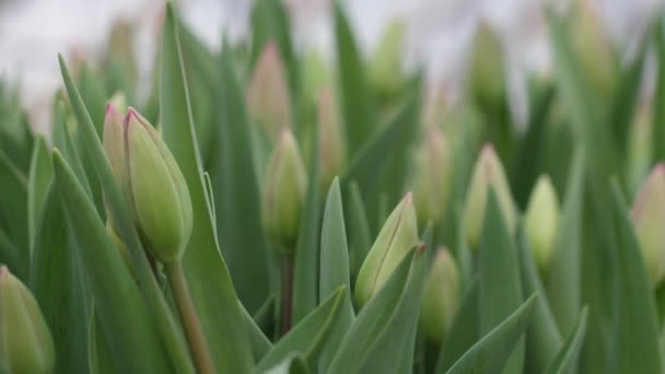 Ogród Rośnie Tulipany Pięknymi Kwiatami Wiosenne Kwiaty Pięknie Kwitną Doniczkach — Wideo stockowe