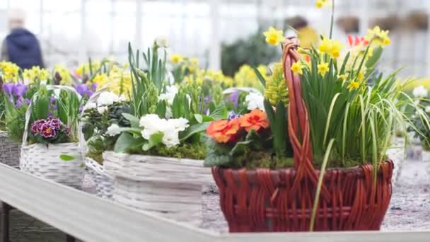 Jardim Cultiva Flores Com Belas Flores Flores Primavera Florescem Potes — Vídeo de Stock