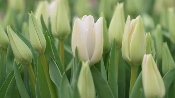 Zahrada Roste Tulipány Krásnými Květinami Jarní Květiny Krásně Kvetou Květináčích — Stock video