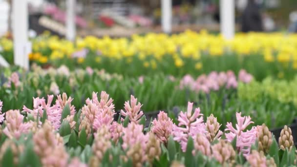 Ogród Rośnie Kwiaty Pięknymi Kwiatami Wiosenne Kwiaty Pięknie Kwitną Doniczkach — Wideo stockowe