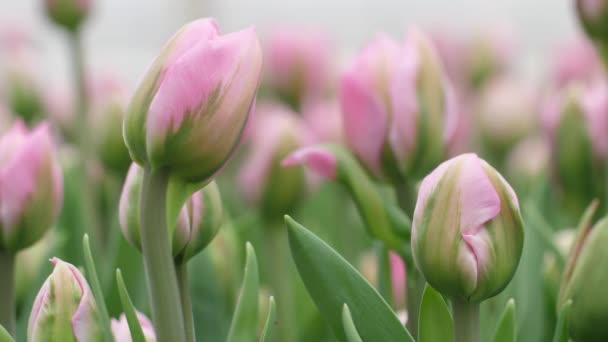 Giardino Coltiva Tulipani Con Bei Fiori Fiori Primavera Fioriscono Pentole — Video Stock