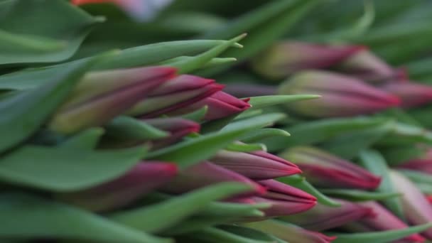 Jardim Cresce Tulipas Com Belas Flores Flores Primavera Florescem Potes — Vídeo de Stock