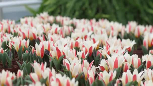 Kert Tulipánokat Termeszt Gyönyörű Virágokkal Tavaszi Virágok Gyönyörűen Virágoznak Cserepekben — Stock videók