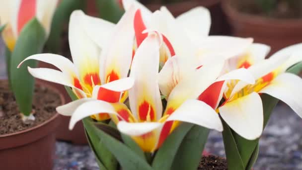 Bahçede Güzel Çiçekli Laleler Yetişir Bahar Çiçekleri Saksılarda Güzel Çiçek — Stok video