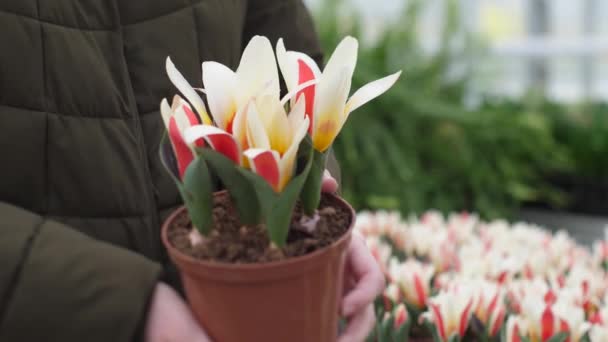 Trädgården Växer Tulpaner Med Vackra Blommor Vårblommor Blommar Krukor Vackert — Stockvideo