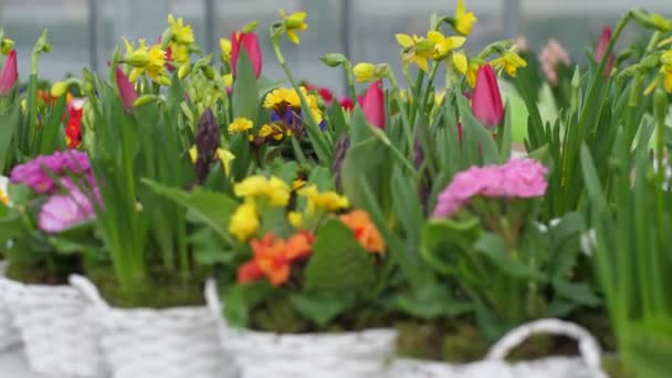 Jardín Crece Flores Con Hermosas Flores Flores Primavera Florecen Macetas — Vídeos de Stock