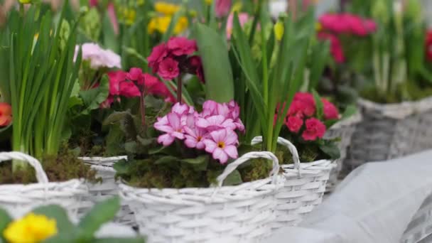 Jardín Crece Flores Con Hermosas Flores Flores Primavera Florecen Macetas — Vídeos de Stock