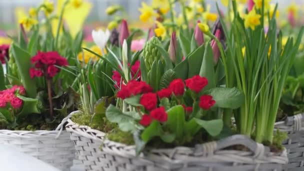 Ogród Rośnie Kwiaty Pięknymi Kwiatami Wiosenne Kwiaty Pięknie Kwitną Doniczkach — Wideo stockowe