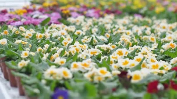 Jardín Crece Flores Con Hermosas Flores Flores Primavera Florecen Macetas — Vídeos de Stock