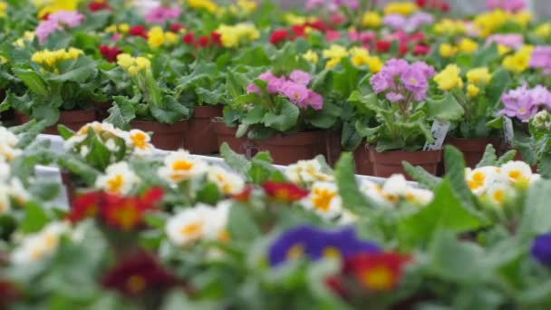 Kert Gyönyörű Virágokkal Tavaszi Virágok Gyönyörűen Virágoznak Cserepekben Szelektív Fókusz — Stock videók