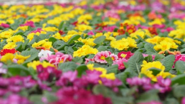 Tuin Laat Bloemen Groeien Met Prachtige Bloemen Voorjaarsbloemen Bloeien Prachtig — Stockvideo