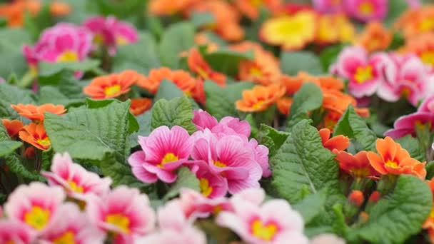 정원은 아름다운 꽃으로 피웁니다 꽃병에는 아름답게 피어나고 선택적 — 비디오