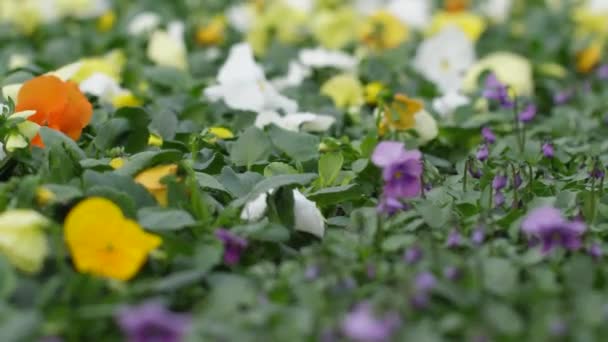 Grădina Crește Flori Flori Frumoase Florile Primăvară Înfloresc Frumos Ghivece — Videoclip de stoc