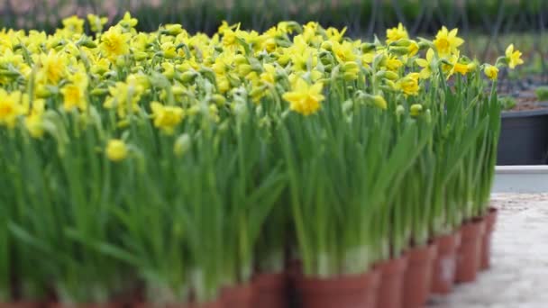 Jardín Crece Flores Con Hermosas Flores Flores Primavera Florecen Macetas — Vídeos de Stock