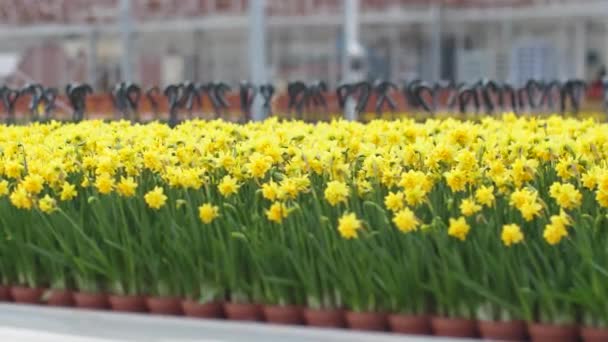 Kert Gyönyörű Virágokkal Tavaszi Virágok Gyönyörűen Virágoznak Cserepekben Szelektív Fókusz — Stock videók