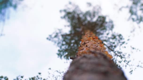 Long Beau Pin Avec Une Pointe Verte Une Belle Écorce — Video