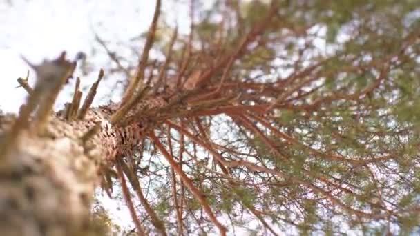 長い緑の先端と美しい茶色の樹皮で美しい松 選択的焦点 — ストック動画