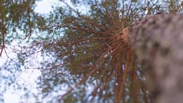Lange Mooie Dennenboom Met Een Groene Punt Een Mooie Bruine — Stockvideo