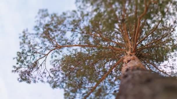 长而美丽的松树 有绿色的尖头和美丽的褐色树皮 有选择的重点 — 图库视频影像