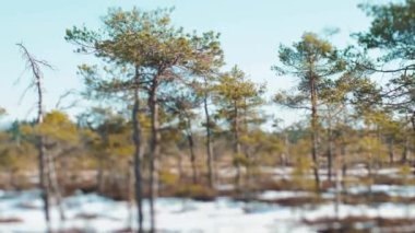 Bahar güneşinde bataklık çamları. Seçici odak