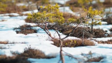 Bahar güneşinde bataklık çamları. Seçici odak