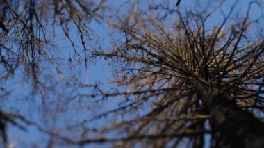 Büyük külahlı kuru karaçam. Rüzgar dalları hafifçe hareket ettirir. Seçici odak