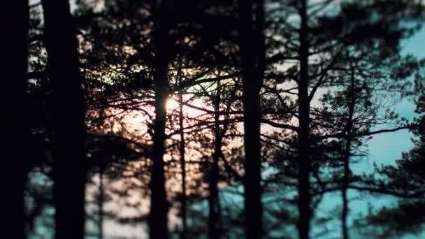 Sinar Matahari Balik Pepohonan Gelap Fokus Selektif — Stok Video