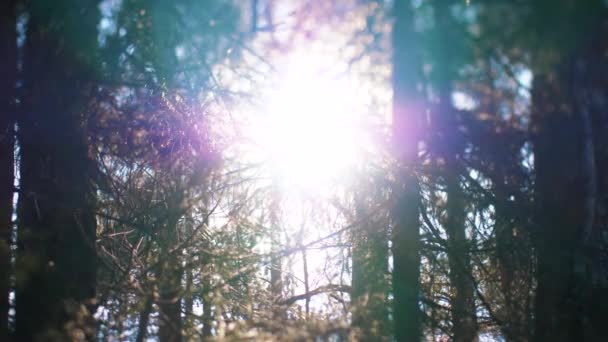 Światło Słoneczne Ciemnymi Drzewami Skupienie Selektywne — Wideo stockowe