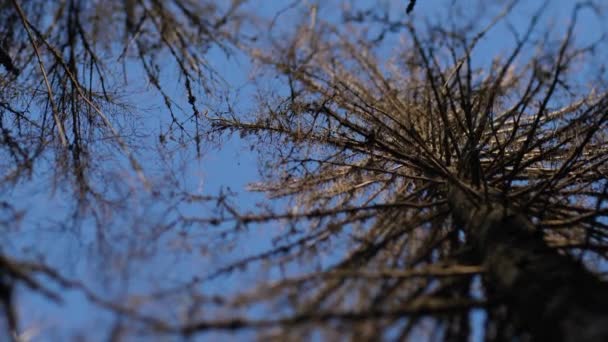 大圆锥干落叶松 风轻轻吹动树枝 有选择的重点 — 图库视频影像