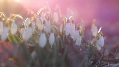 Gün batımında beyaz kar damlaları. Seçici odak