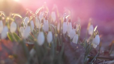 Gün batımında beyaz kar damlaları. Seçici odak