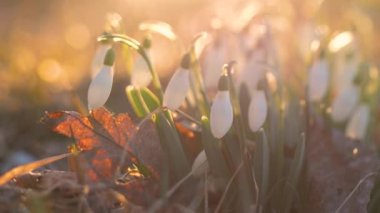 Gün batımında beyaz kar damlaları. Seçici odak