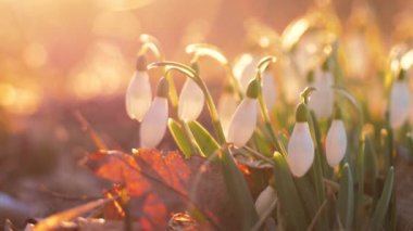 Gün batımında beyaz kar damlaları. Seçici odak