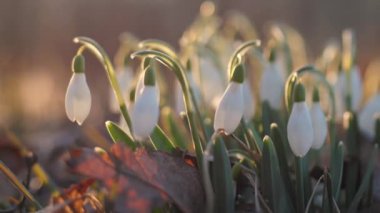 Gün batımında beyaz kar damlaları. Seçici odak