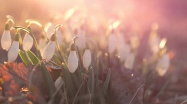 Gün batımında beyaz kar damlaları. Seçici odak