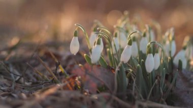 Gün batımında beyaz kar damlaları. Seçici odak