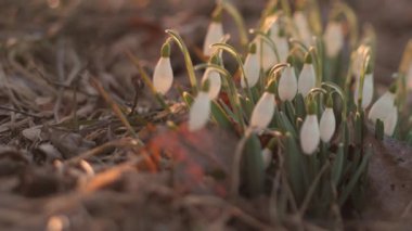 Gün batımında beyaz kar damlaları. Seçici odak