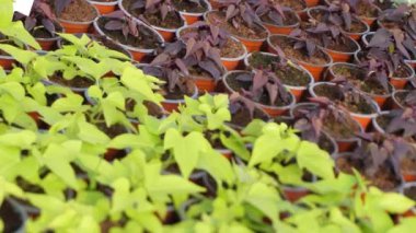 Bahçıvanlık saksıda bitki yetiştirir. Seçici odak