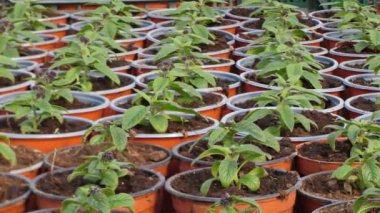 Bahçıvanlık saksıda bitki yetiştirir. Seçici odak