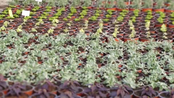 Ogrodnictwo Uprawia Rośliny Doniczkach Skupienie Selektywne — Wideo stockowe